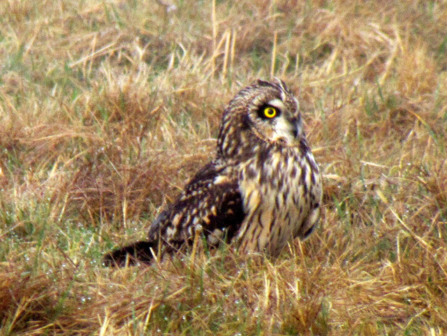 Short-eared Owl, Asio flammeus 15-03-2012 09-47-026