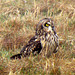 Short-eared Owl, Asio flammeus 15-03-2012 09-47-026