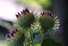 Arctium lappa - Grande Bardane (8) 100