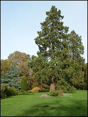 park conifers