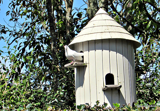 Dove and Dovecote.