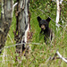 The youngest bear cub I have ever seen