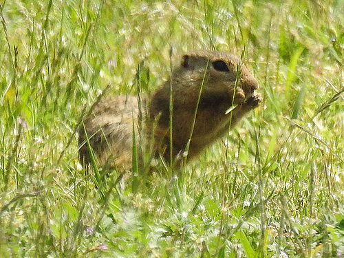 20170517 1487CPw [A] Ziesel (Citellus citellus), Neusiedler See