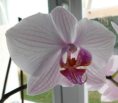 Orchidée