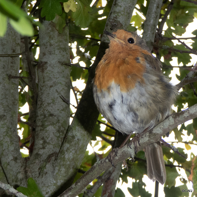 The Gazebo robin waiting to be fed