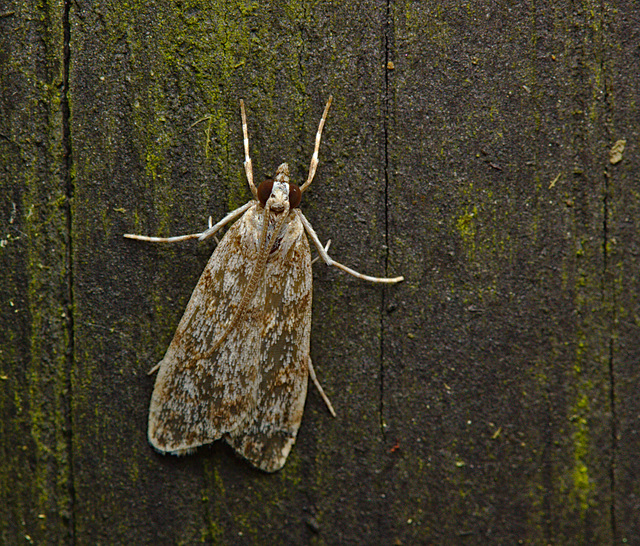 Moth IMG_2632