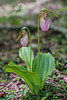 Cypripedium acaule (Pink Lady's-slipper orchid)