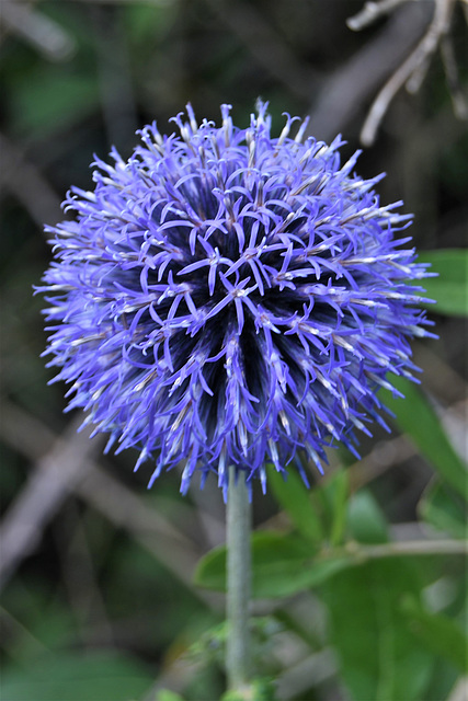 Blue flower