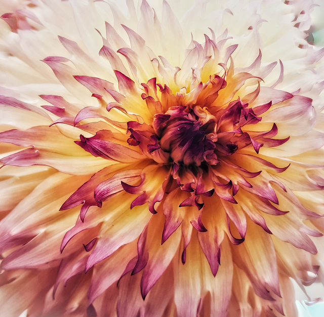 ~Dahlia ~