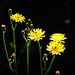 20200623 8833CPw [D~LIP] Habichtskraut (Hieracium lachenalii), Bad Salzuflen