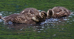 Duckling Buffet