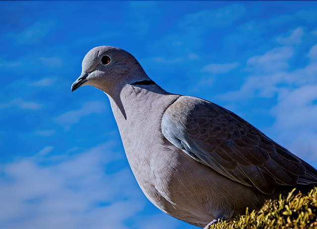 ........die Türkentaube hat ihr Platzerle gefunden................the collared pigeon has found its place alder................le pigeon à collier a trouvé sa place l'aulne.......