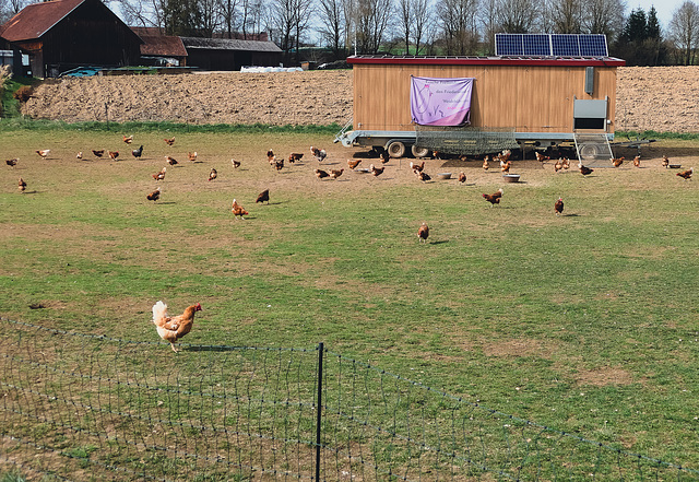 99 von 100 Hühnern finden Mobbing OK (HFF!)