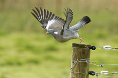 Wood pigeon