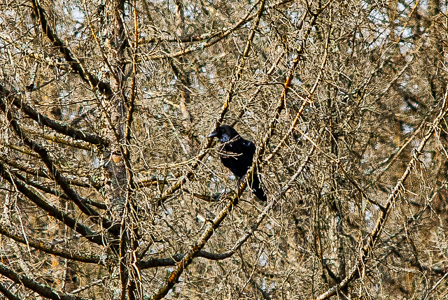 20240319_benneckenstein_spaziergang (d200)