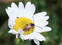 Bockkäfer  (Moschusbock)