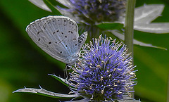 20230730 3363CPw [D~LIP] Faulbaumbläuling (Celastrina aegiolus), BS