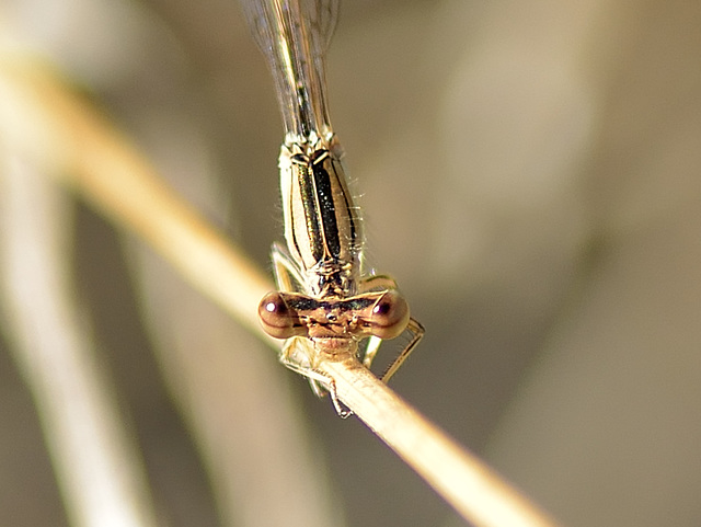 White Featherleg f (Platycnemis latipes) DSB 0886