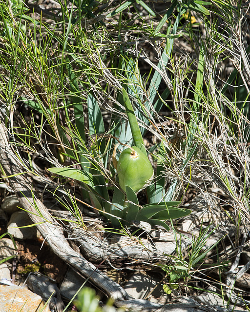 Iris chamaeiris - 2015-04-20--D4 DSC0269