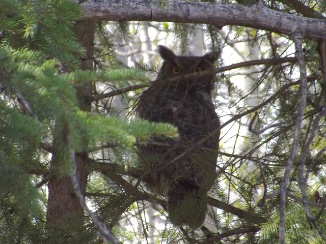 Owl in the yard