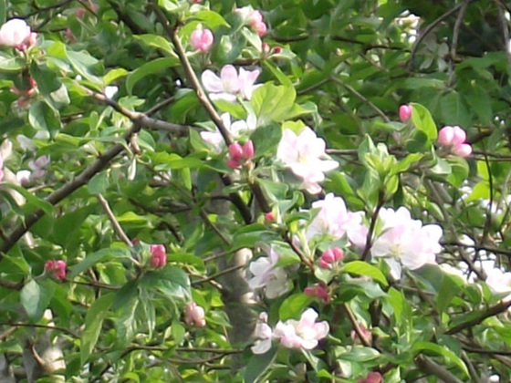 Apple blossom starting