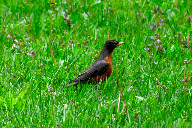 Canada 2016 – American Robin