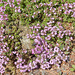 113  Thymus doerfleri ,Bressigham Seedling, - Thymian
