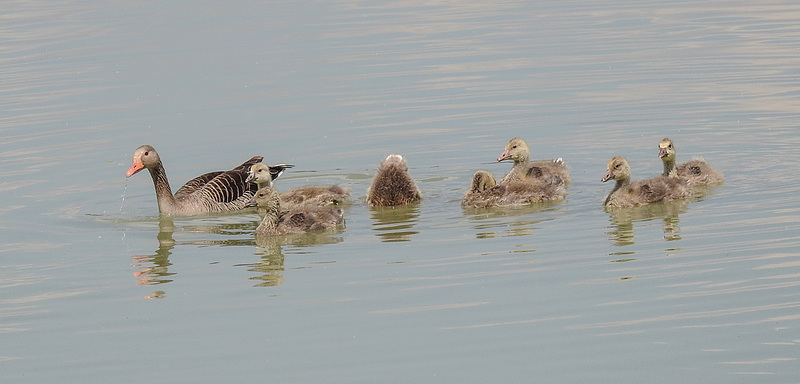 20170517 1488CPw [A] Graugans (Anser anser),Neusiedler See