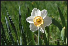 Narcisses hybrides  (1)