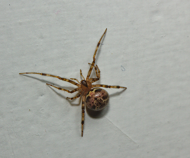 Spider IMG_2625