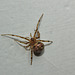 Spider IMG_2625
