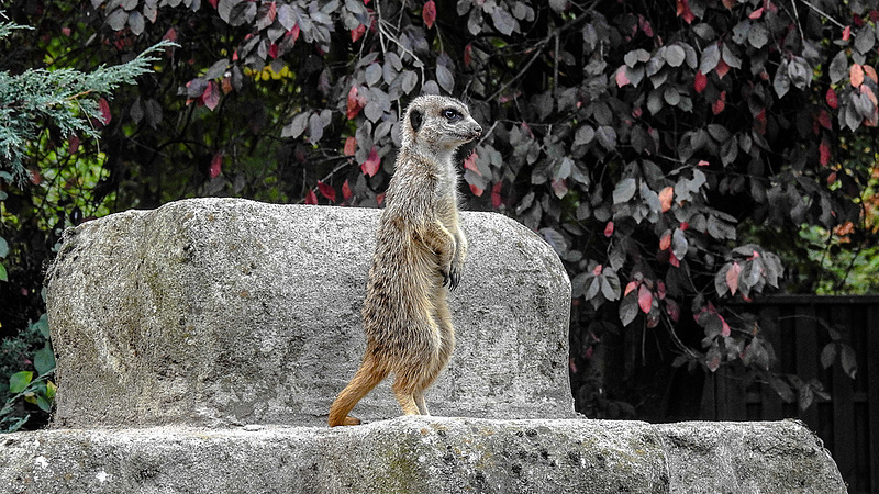 20181021 4374CPw [D~HF] Erdmännchen, Tierpark Herford