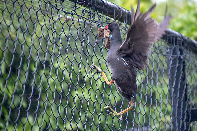 A mesh climbing moorhen