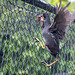 A mesh climbing moorhen