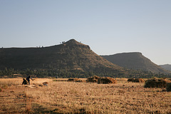 Villages gathering Teff - Erar