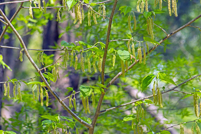 Catkins