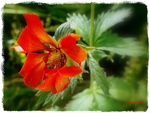 Geum chiloense ( Benoite )