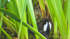 The Pond Moorhens