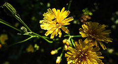 20200623 8836CPw [D~LIP] Habichtskraut (Hieracium lachenalii), Bad Salzuflen