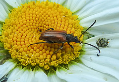 20200613 8403CPw [D~LIP] Wollkrautbütenkäfer, Rothalsbock, Bad Salzuflen