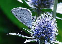 20230730 3364CPw [D~LIP] Faulbaumbläuling (Celastrina aegiolus), BS