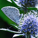 20230730 3364CPw [D~LIP] Faulbaumbläuling (Celastrina aegiolus), BS