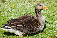 Scenes from Slimbridge (21) - 20 May 2015