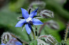 Fleur de Bourrache 100