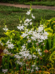 Calopogon tuberosus forma albiflorus (White form of Common Grass-pink orchid)