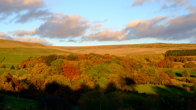 Cat Wood and Cock Hill