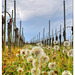 Dandelions in the vineyard - Hagnau