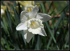 Narcisses hybrides  (2)
