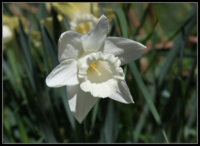 Narcisses hybrides  (2)