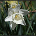 Narcisses hybrides  (2)